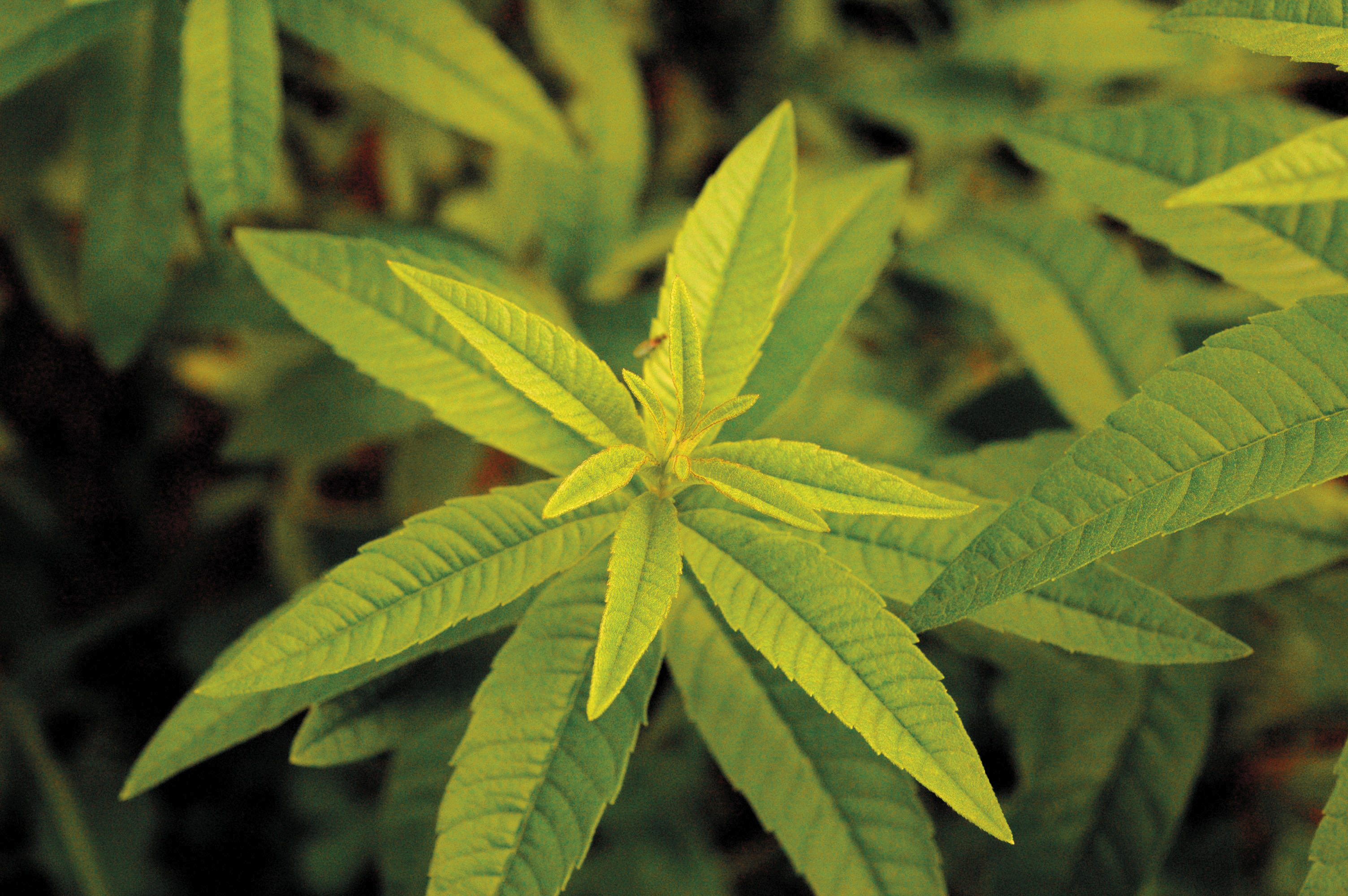 Verveine citronnée